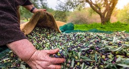 Zeytin ve zeytinyağı ihracatı 2021’in ilk yarısında 136 milyon dolara ulaştı