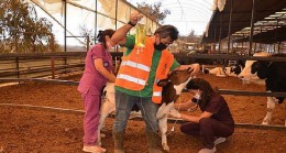 Yangın bölgesinde yaralı hayvanlar tedavi ediliyor
