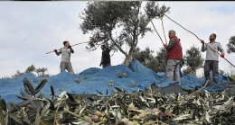 Edremit Belediyesi zeytin hasadına başladı
