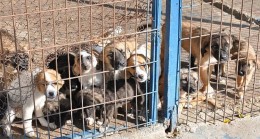 Foça’daki Hayvan Barınağı Perişan Halde