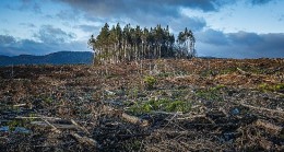 Glasgow’da ülkeler ormanları korumaya söz verdi