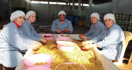 Sofralık zeytin ihracatı 200 milyon dolara koşuyor