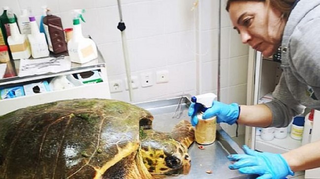 Güzelbahçe’de bulunan deniz kaplumbağasının tedavisi Sasalı’da sürüyor