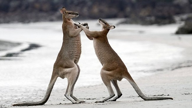 İzleyicileri Avustralya’nın Eşsiz Doğasında Yolculuğa Çıkaracak ‘Sıra Dışı Avustralya’ 2 ve 9 Ağustos Cuma 20.00’de National Geographic WILD Ekranlarında!