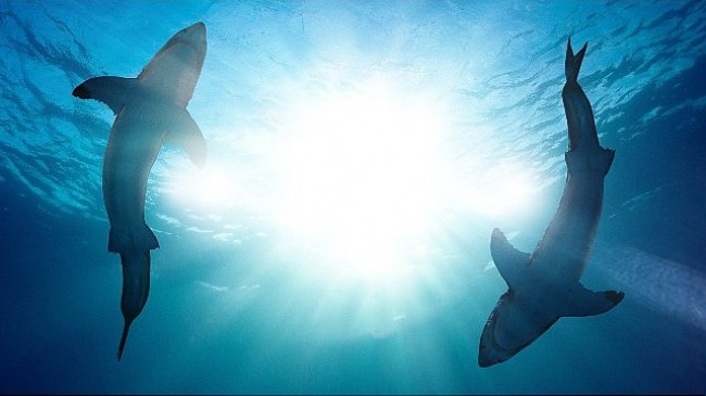 ‘Köpekbalığı Saldırıları: 360 Derece’ 21 Temmuz Pazar 20.00’de İki Bölüm Birden National Geographic WILD Ekranlarında!