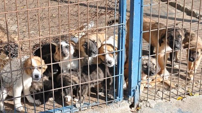 Foça’daki Hayvan Barınağı Perişan Halde