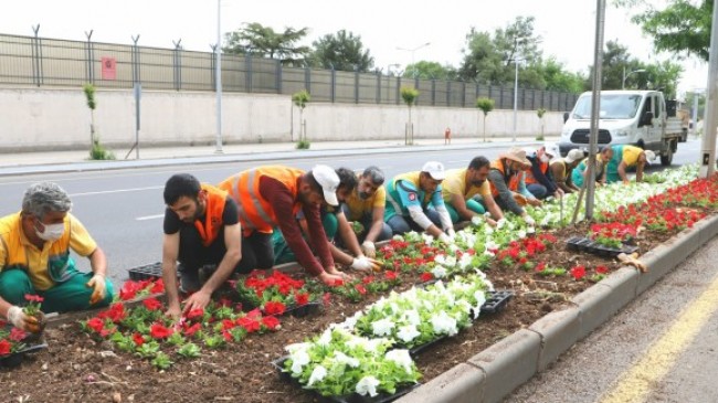 Diyarbakır 2021’de 3 milyon 500 bin mevsimlik çiçekle süslendi