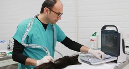 Bayraklı'da son 4,5 yılda 20 bin sokak hayvanına sağlık hizmeti