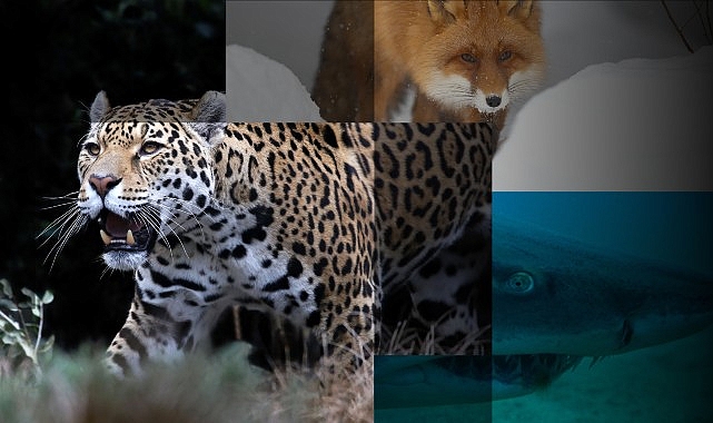 'Muhteşem Yırtıcılar Özel' 27 Nisan Cumartesi Günü 20.00'de National Geographic WILD Ekranlarında!