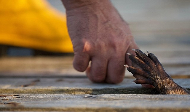 'Billy ve Molly: Bambaşka Bir Sevginin Hikayesi' 26 Mayıs Pazar 21.00'de National Geographic Ekranlarında