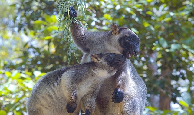 İzleyicileri kuzey Queensland’in yemyeşil yağmur ormanlarında Avustralya'nın en sıra dışı canlılarından