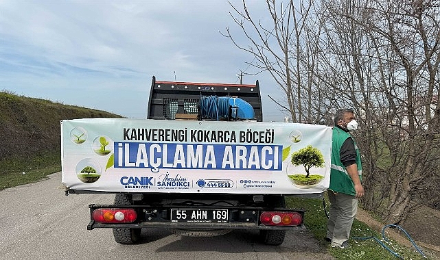 Canik Belediyesi, tarımsal üretime zarar veren kahverengi kokarca böceğine karşı