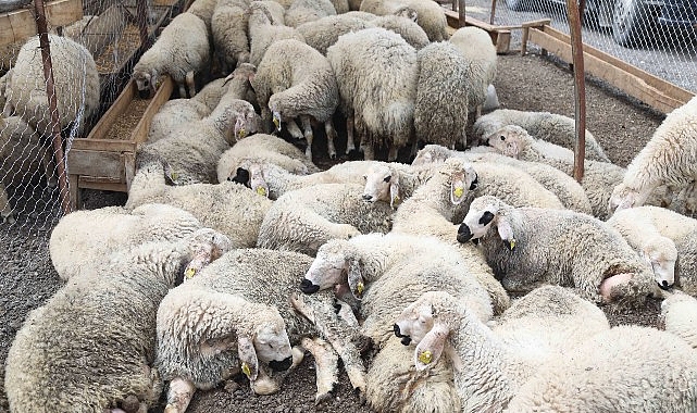 Çankaya Belediyesi, Yeşilkent Mahallesi’ne (Mühye) kurduğu kurban satış ve kesim