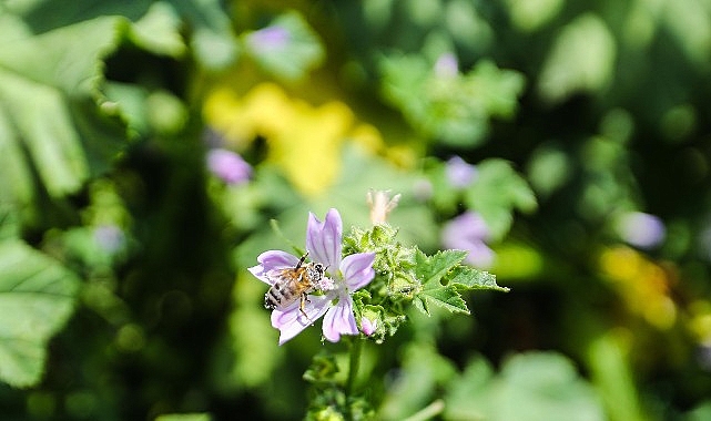 Antalya Büyükşehir Belediyesi, arıcıların güvenli üretim yapabilmesi için narenciye bahçelerine