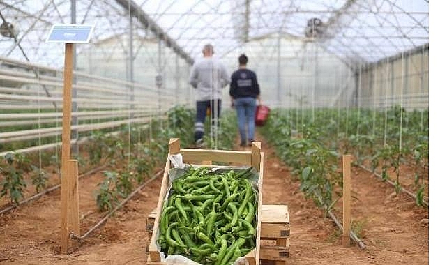 Aydın Büyükşehir Belediyesi, üretim odaklı kırsal kalkınma projeleriyle Türkiye’ye örnek