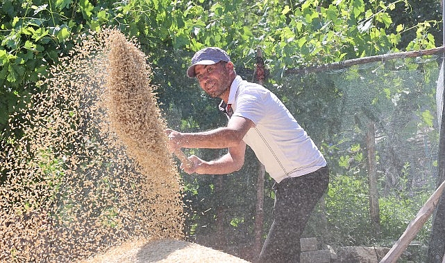      Antalya Büyükşehir Belediyesi’nin hibe tohum destekleriyle