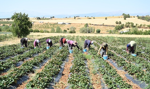 Konya Büyükşehir Belediyesi’nin destekleriyle Hüyük’te üretimi teşvik edilen coğrafi işaretli