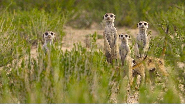 Biyolog Liz Bonnin, hayvanların dünyanın en zorlu ortamlarında hayatta kalabilmek