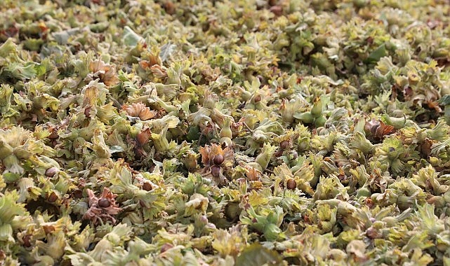 Geçtiğimiz yıl Türkiye’nin fındık üretiminin yüzde 1’ini karşılayan İnegöl’de yeni