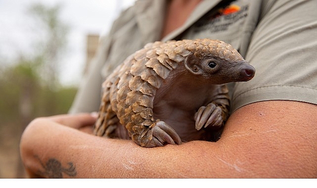 Güney Afrika'da vahşi hayvan yetimlerine bakan ekiplerle buluşan Giles Clark,