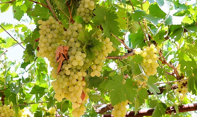 Antalya Büyükşehir Belediyesi üzüm hasadının başlamasıyla birlikte talepte bulunan mahallelere