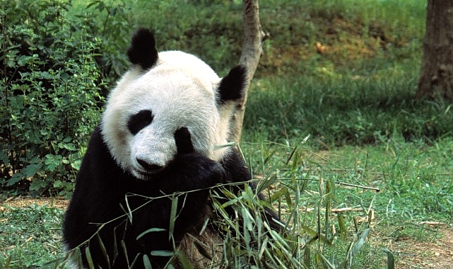Asya’nın dört bir yanında genç hayvanlar, hayatta kalmak için dişleri