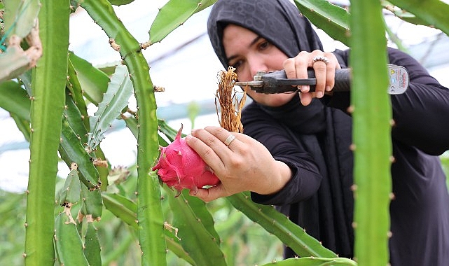 Antalya Büyükşehir Belediyesi’nin Kumluca’ya kazandırdığı Kumluca Yaş Sebze Meyve Kurutma