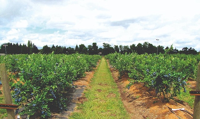 Orman Genel Müdürlüğü’nün tıbbi ve aromatik bitkiler kapsamında üretimini desteklediği