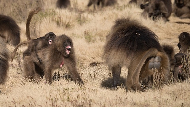 Etiyopya’nın Simien Dağları’nda, karmaşık sosyal yapılarıyla büyük gruplar halinde yaşayan