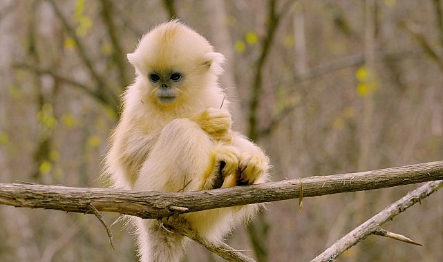 Primatların sıra dışı dünyasına girip; aile bağlarını ve benzersiz davranışlarını
