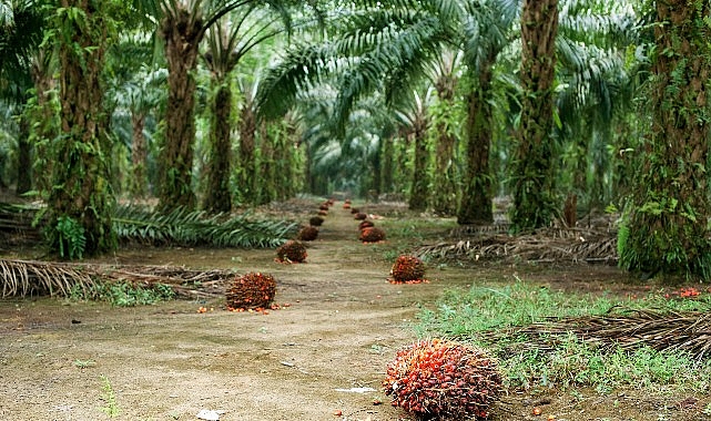 Gezegenimizin geleceğini şekillendiren seçimler, bugün her zamankinden daha belirleyici hale