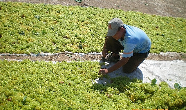 Çekirdeksiz kuru üzümde 2024/25 sezonu Türkiye için tarihe geçti.