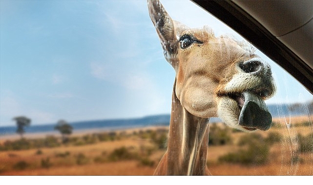 Gezegenin dört bir yanına dağılmış 8 milyardan fazla insanın hayvanlarla