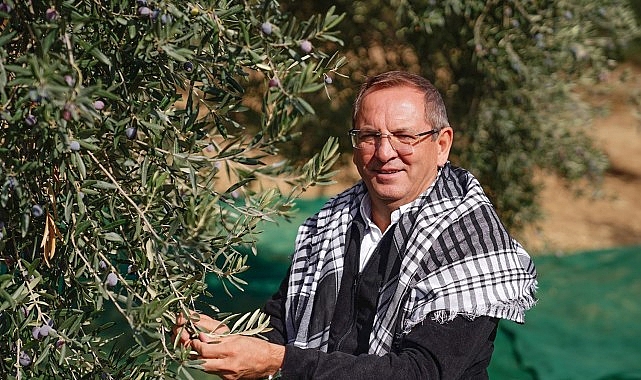 Kuzey Ege’de zeytin zamanı geldi; sektörün büyük firmaları ardı ardına