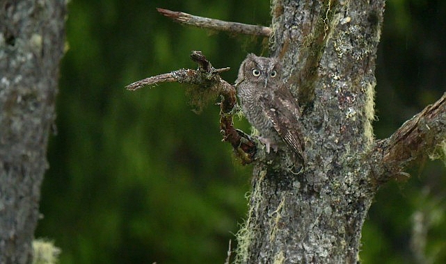 Ekipler, Amerika’nın son sınırında vahşi hayvanları kurtarmak, iyileştirmek ve yeniden