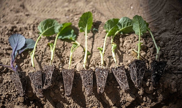 Bornova’da minik öğrenciler, Bornova Belediyesi’nin desteğiyle okul bahçelerine kışlık sebze