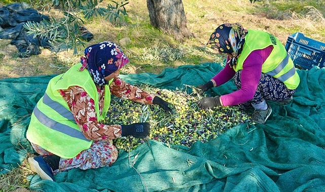 Burhaniye Belediyesi, 70.