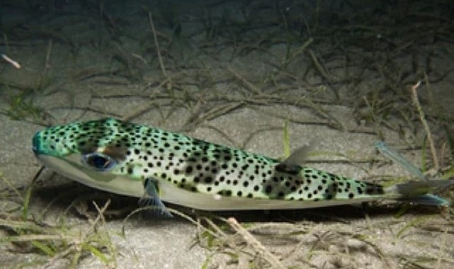 Ege Üniversitesi Su Ürünleri Fakültesi öğretim üyesi Doç.