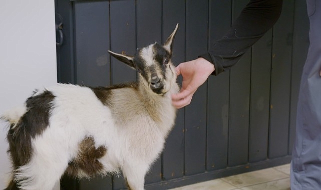 Schroeder ailesi, kliniklerinde her türlü hayvanı tedavi edebilmek için her
