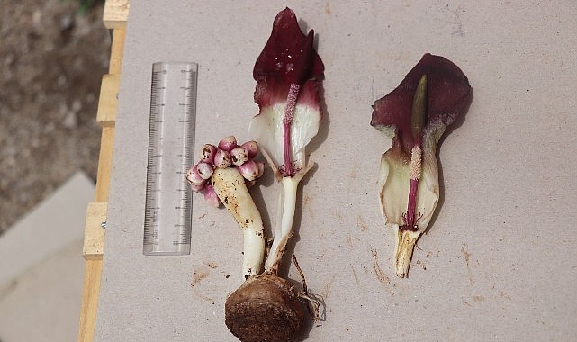 Pek çok yeni türü keşfederek bilim dünyasına kazandıran Ege Üniversitesi