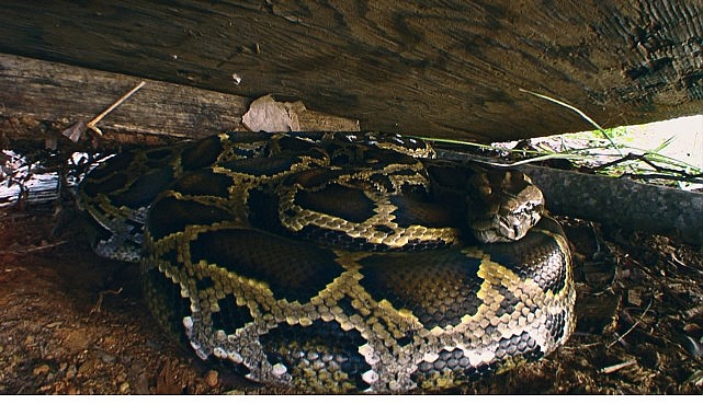 Bilim insanları ve avcılar, Florida Everglades’i tehdit eden istilacı Burma