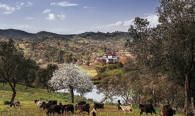 Zeytin kültürünün binlerce yıldır sürdüğü Seferihisar Orhanlı Vadisi’nde zeytin hasadı