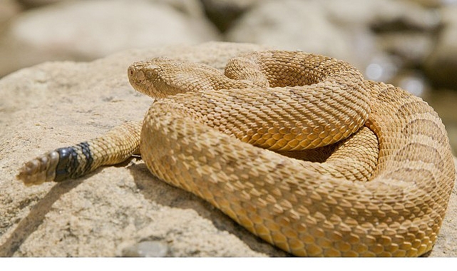 Dinozorlarla yan yana yaşamış atalarından gelen sürüngenlerin bugün 12.