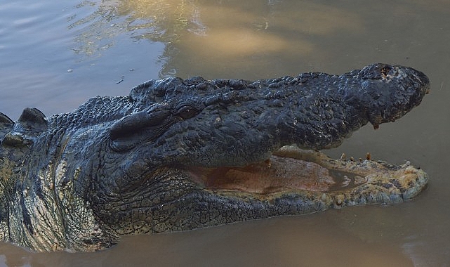 Dünyanın en büyük sürüngenleri olan Avustralya’nın tuzlu su timsahları, sabır,