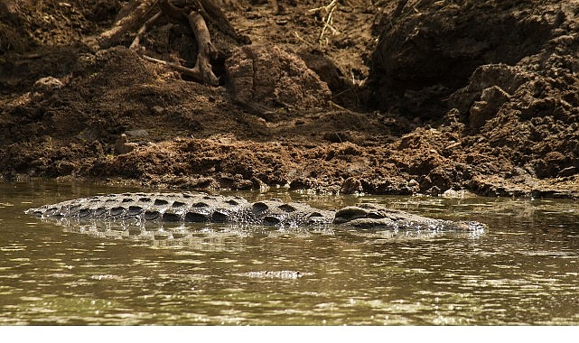 Her yıl iki milyon yabani sığır ve zebra Grumeti ve