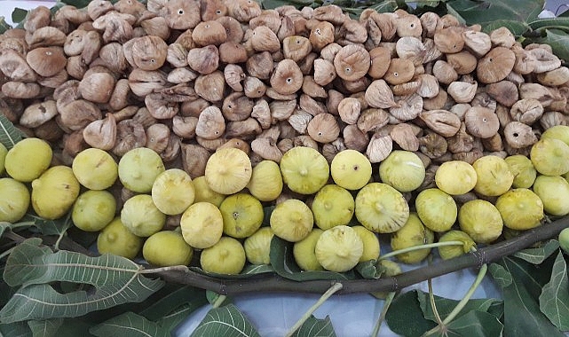 Cennet meyvesi kuru incirin en büyük ihraç pazarı Avrupa Birliği’ne