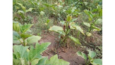 Efes Selçuk Belediyesi bünyesinde faaliyet gösteren Efes Tarlası Yaşam Köyü,