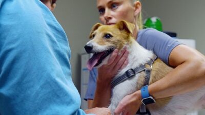 Veteriner çift Ben ve Erin ile oğulları Chase ve Charlie’den