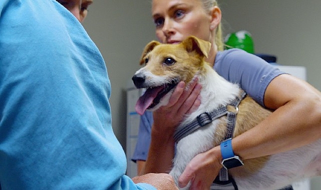 Veteriner çift Ben ve Erin ile oğulları Chase ve Charlie’den