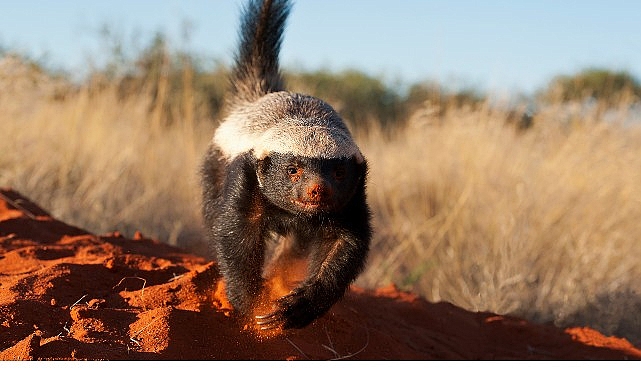 Doğumdan itibaren akreplerden arılara direnen bal porsuğu, büyüdükçe cesareti ve